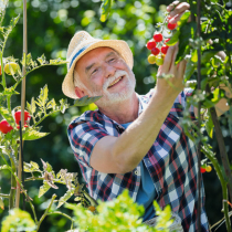 Krankheiten an Tomaten