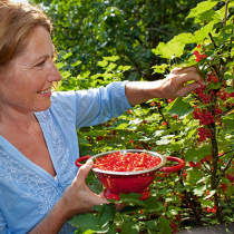 Johannisbeeren anbauen