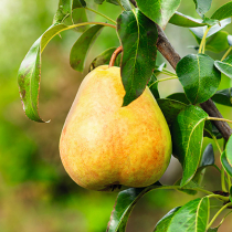 Birnen aus dem eigenen Garten