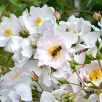Rosen für Bienen und Co. Rosen für Bienen und Co.