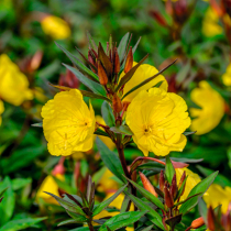 Gartenschätze: Rotstängelige Nachtkerze Gartenschätze: Rotstängelige Nachtkerze