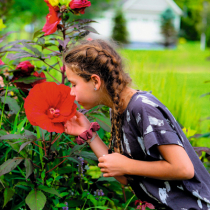 Staudenhibiskus – Blütengiganten im Staudenbeet