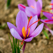 Gartenschätze: Safran-Krokus