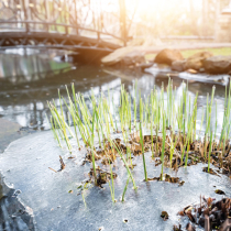 So bringen Sie Ihren Teich fit und gesund durch den Winter!