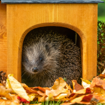 Der Igel als Gartentier