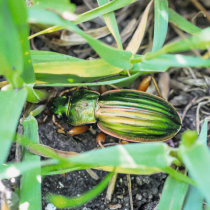 Sonnenbank für Käfer