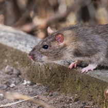 Mehr oder weniger erwünschte Tiere im Kleingarten
