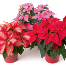 Weihnachtssterne richtig pflegen