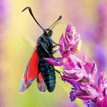 Insektensterben in Schutzgebieten