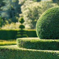 Tipps für die perfekte Gartenhecke
