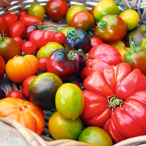 Tomaten selbst ziehen