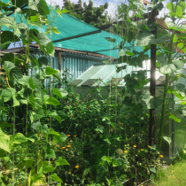 Gartentipp: Pflanzen schattieren