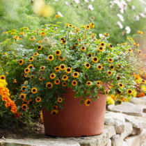 Hitzefeste Sommerblumen