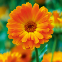 Gartentipp: Ringelblume