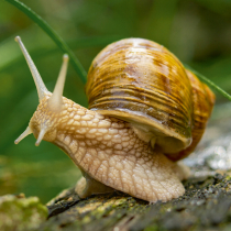 Schnecken im Garten