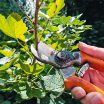 Gartentipp: Jetzt zur Schere greifen