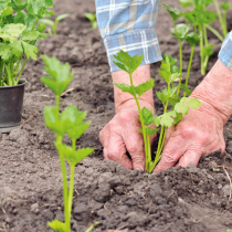 Gartenschatz: Sellerie