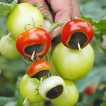 Blütenendfäule der Tomate