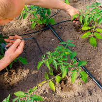 Gartentipp: Die richtige Bewässerung