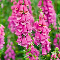 Zweijährige Sommerblumen