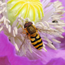 Schwirrende Schwebfliegen