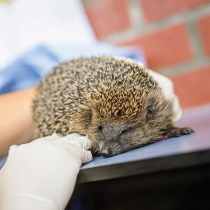 Wachsende Gefahr für Igel