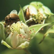 Himbeerkäfer bedrohen die Ernte
