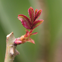 Gartenwissen: Schlafendes Auge