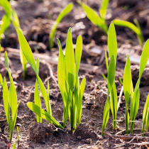 Gartentipp: Leere Beete – was nun?
