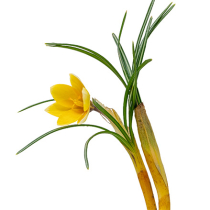 Zwiebelblumen für Trockenzeiten