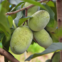Obstgarten im Klimawandel