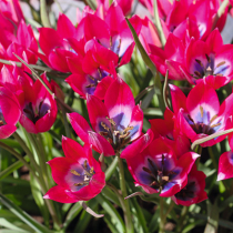 Wildtulpen: pflegeleicht und anpassungsfähig