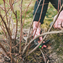 Gartenwissen: Auf den Stock setzen