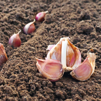 Herbstknoblauch stecken