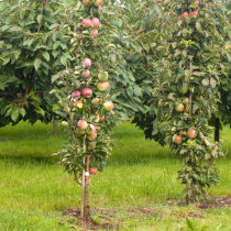 Obstbäume für kleine Gärten