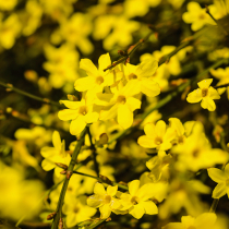 Was liegt an im Ziergarten? Was liegt an im Ziergarten?