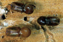 Borken- und Splintkäfer auf dem Vormarsch