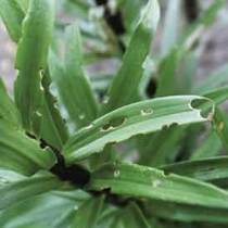 Auffällige Käfer an Lilien