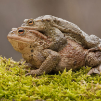 Nützlinge im Porträt: Amphibien und Reptilien