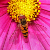 Nützlinge im Porträt: Schwebfliegen