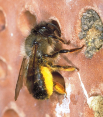 Nützlinge im Porträt: Wildbienen