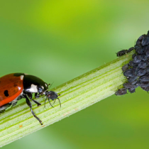Nützlinge im Porträt: Marienkäfer, Ohrwurm und Florfliege