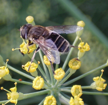 Pflanzenschutztipp: Nützlinge durch Blüten anlocken