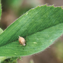 Biologischer Pflanzenschutz mit Nützlingen