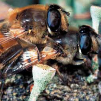 Nützlinge fördern im eigenen Garten