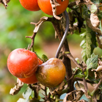 Krautfäule-Gefahr für Kartoffeln und Tomaten
