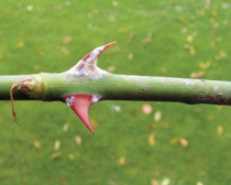 Können strenge Winter den Schädlingsbefall reduzieren?