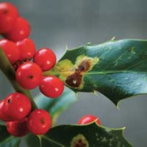 Schadbilder an Ilex und Beerensträuchern  im Winter