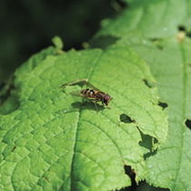 Biologischer Pflanzenschutz im Garten