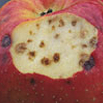 Äpfel: Stippe zeigt Kalziummangel an